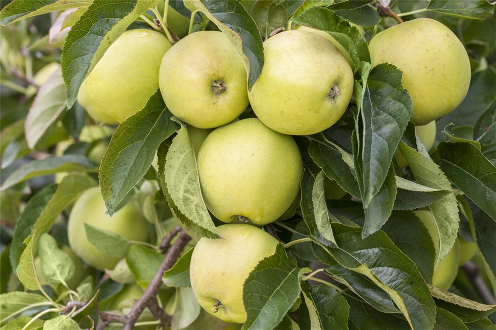 Apfel 'Golden Delicious'
