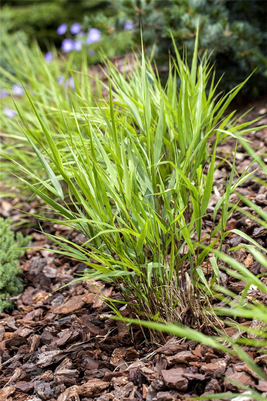 Hakonechloa macra