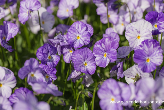 Horn-Veilchen 'Columbine'