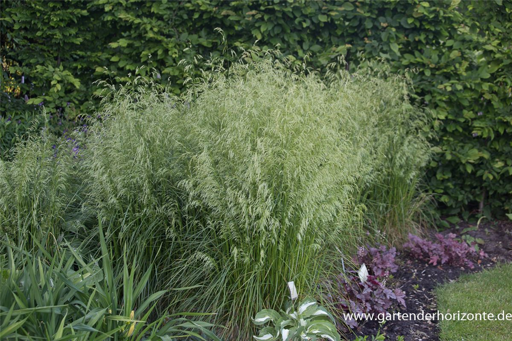 Garten-Schmiele 'Goldschleier'