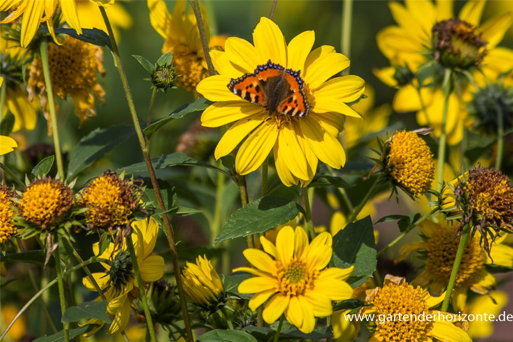 Garten-Stauden-Sonnenblume 'Meteor'
