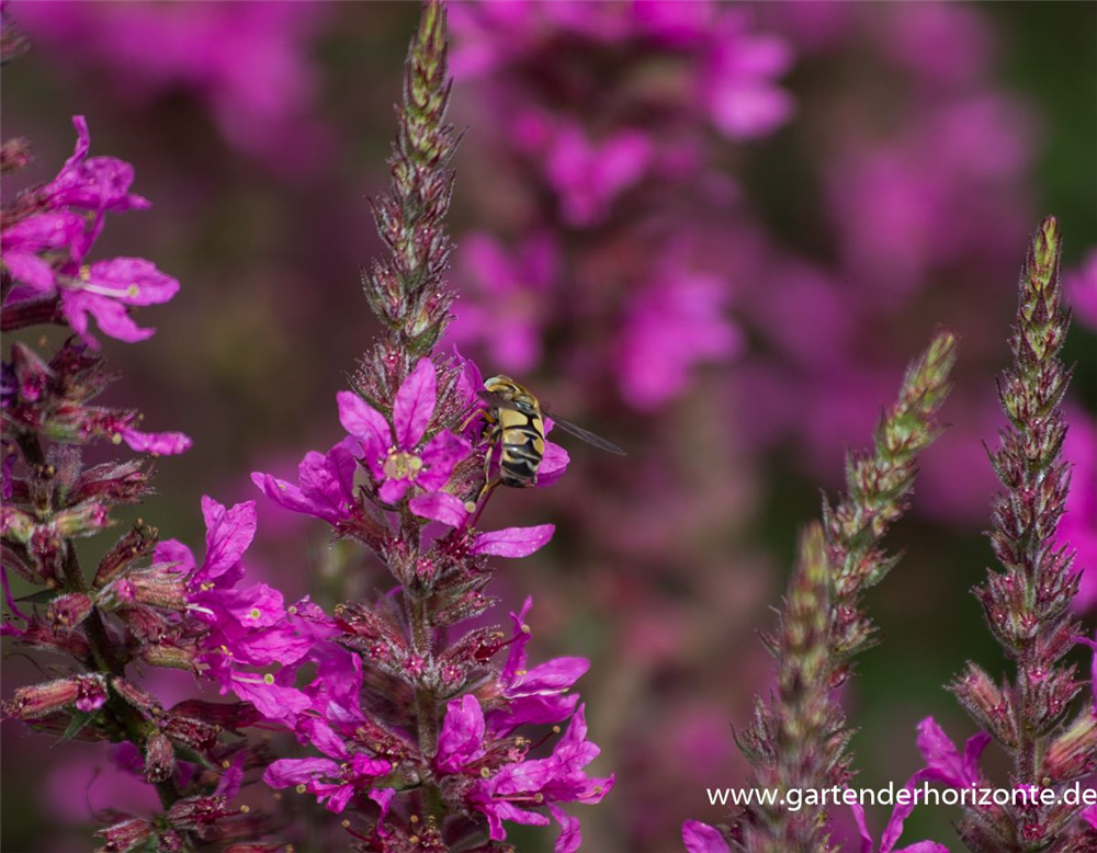 Garten-Ruten-Weiderich 'Dropmore Purple'