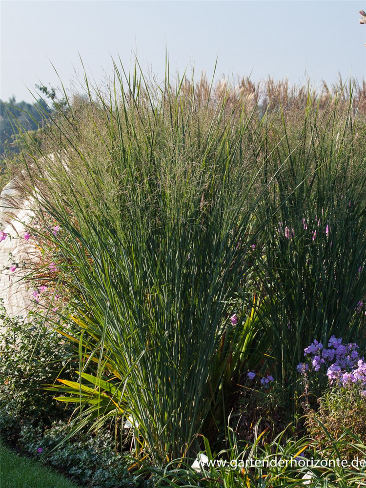 Garten-Ruten-Hirse 'Cloud Nine'