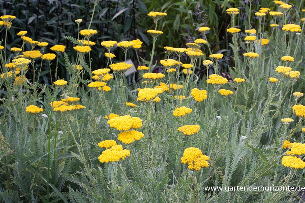 Hohe Garten-Gold-Garbe 'Coronation Gold'