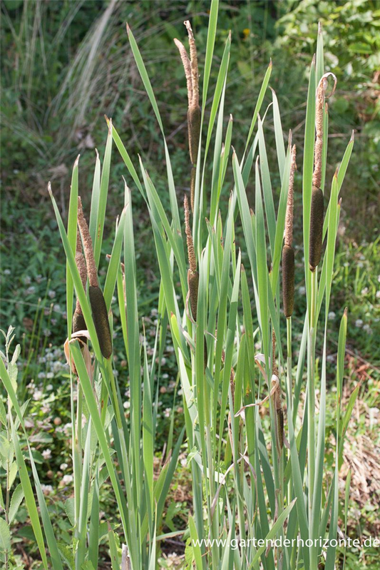 Breitblättriger Rohrkolben