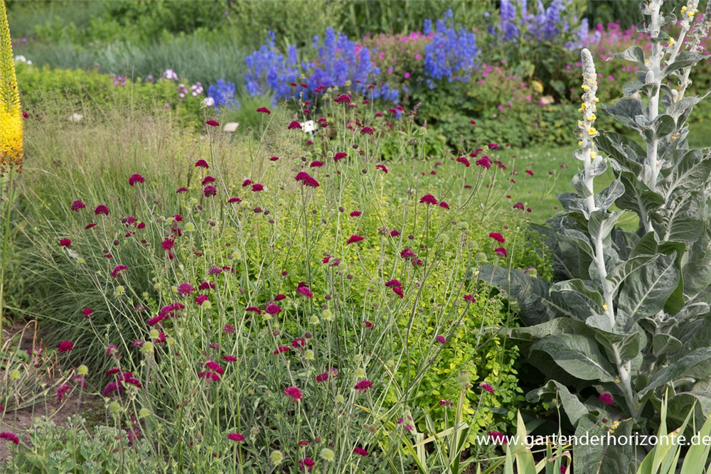 Mazedonische Witwenblume