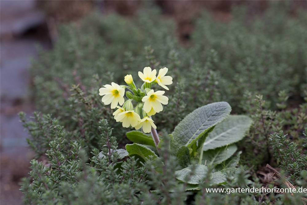 Hohe Schlüsselblume