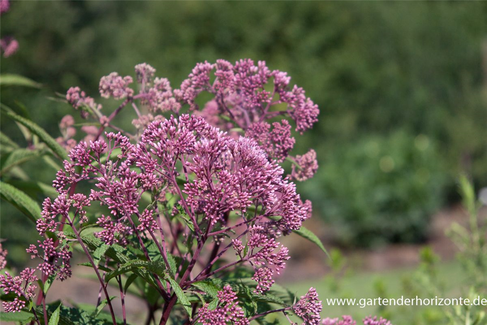 Großer Garten-Wasserdost 'Riesenschirm'