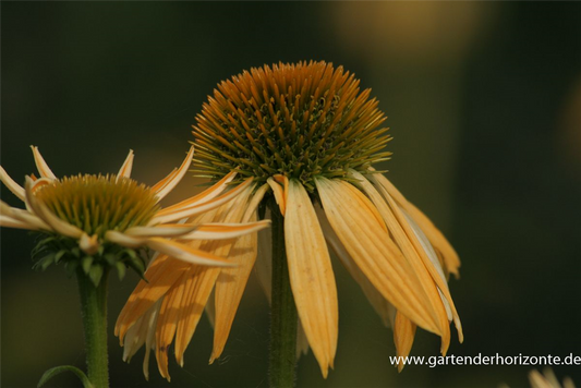 Garten-Scheinsonnenhut 'Harvest Moon'