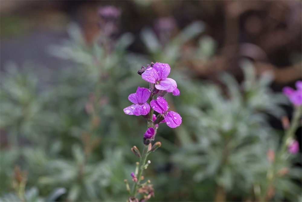 Erysimum cheiri 'Bowles Mauve'