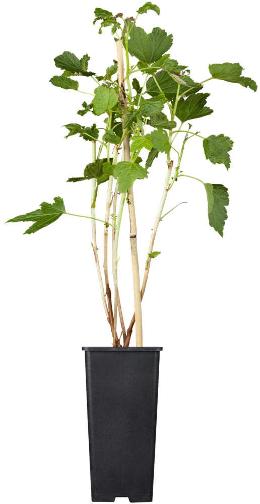 Schwarze Johannisbeere 'Titania'(s)