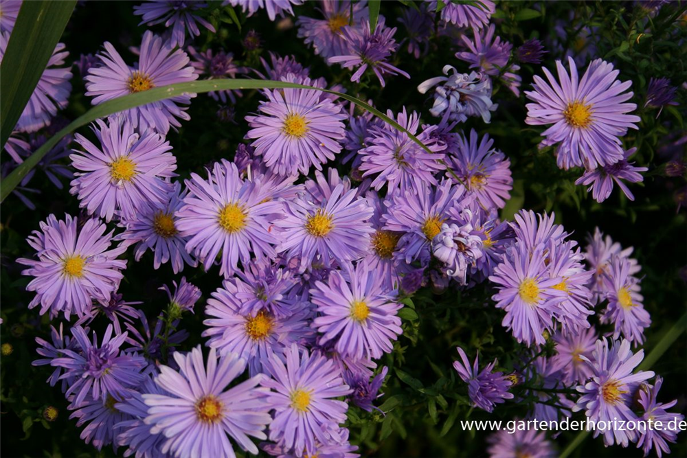 Kissen-Aster