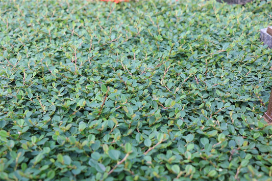 Cotoneaster dam. 'Frieders Evergreen', 12er Set