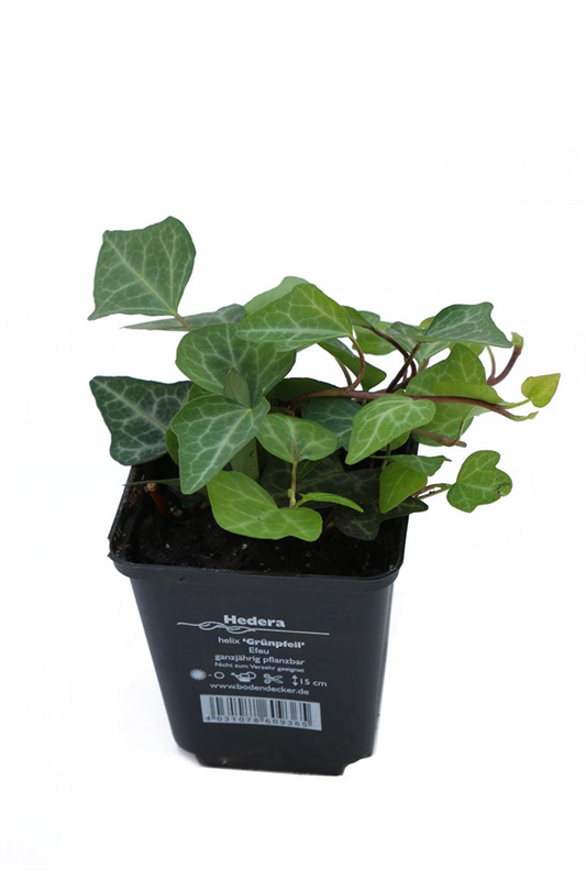 Hedera helix 'Grünpfeil', 12er Set