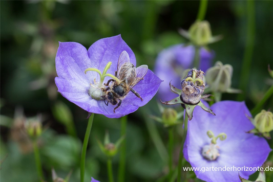 Campanula carp.'Samantha'  -R-