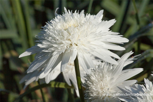 Großblumige Garten-Margerite 'Eisstern'
