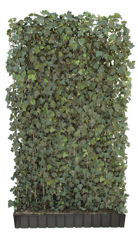 Hedera helix 'Woerneri', Hecke am laufenden Meter