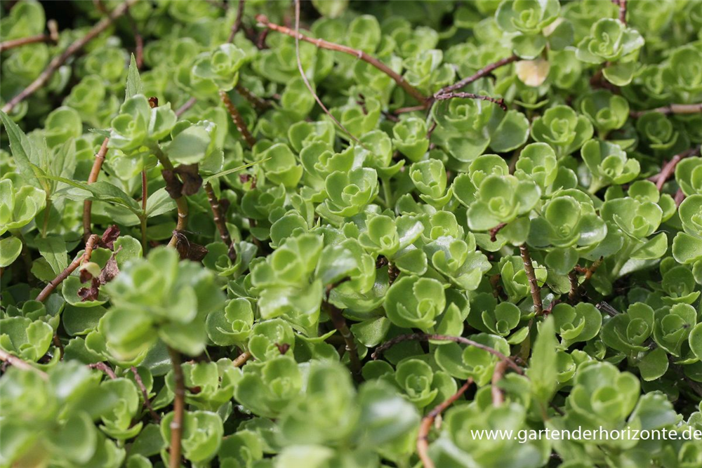 Garten-Teppich-Fettblatt 'Album Superbum'