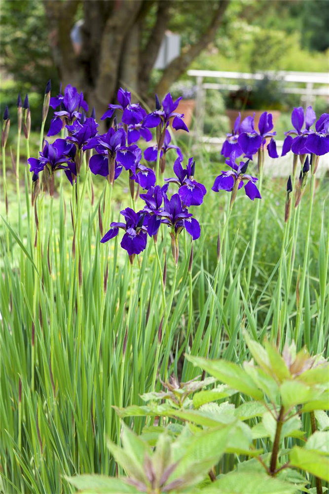 Iris sibirica