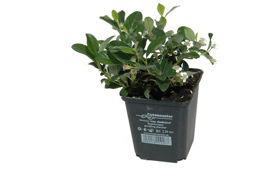 Cotoneaster dam. 'Radicans', 12er Set