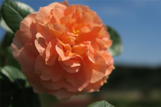 Beetrose 'Schöne vom See'®