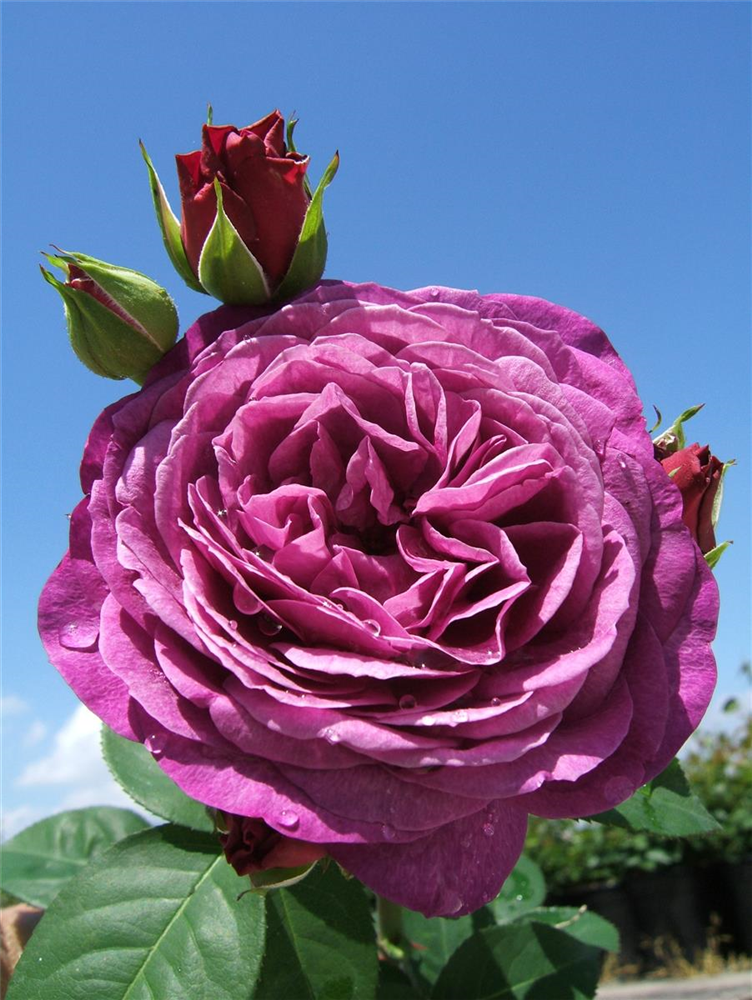 Beetrose 'Heidi Klum-Rose'®