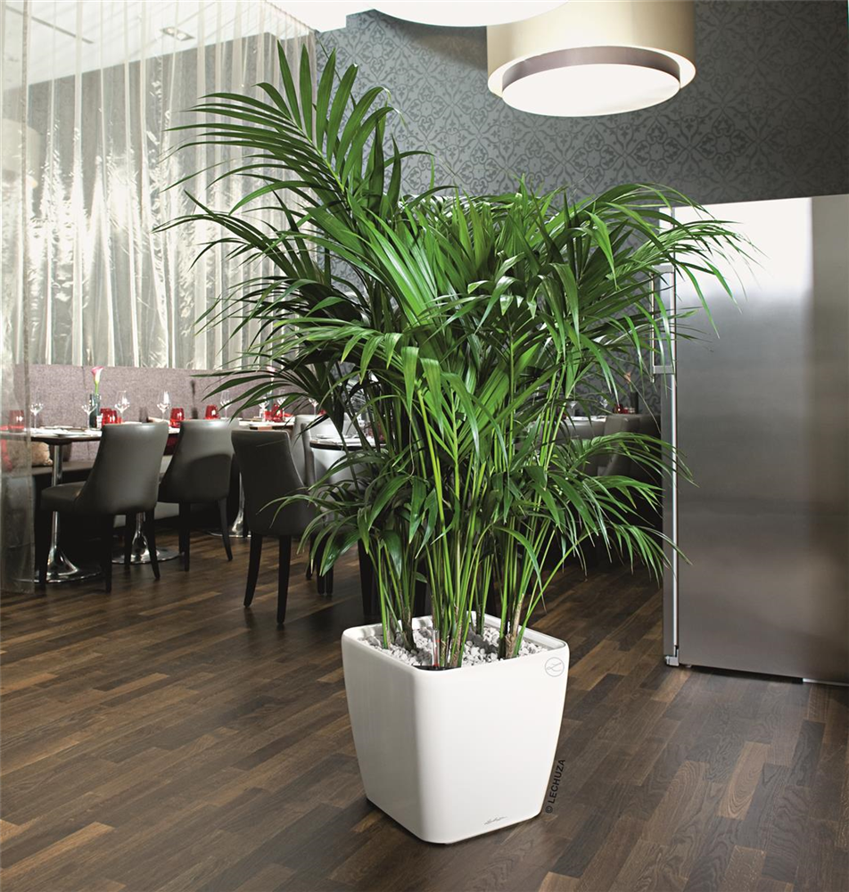 LECHUZA QUADRO Premium LS 43