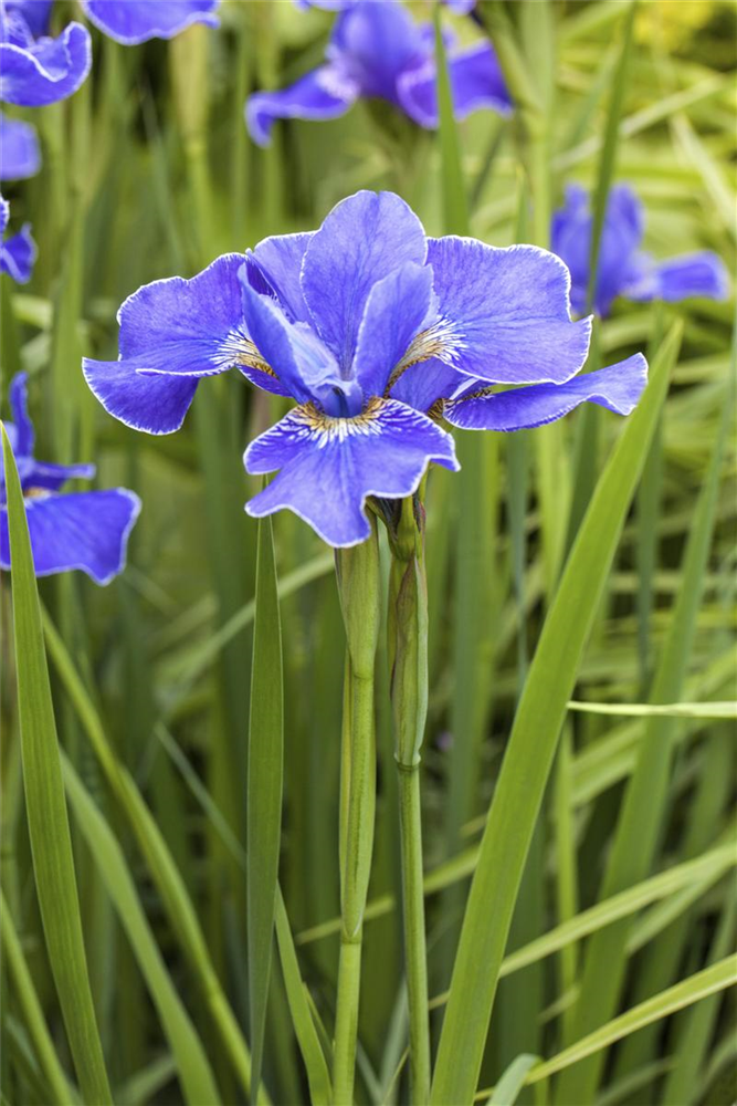 Iris sibirica