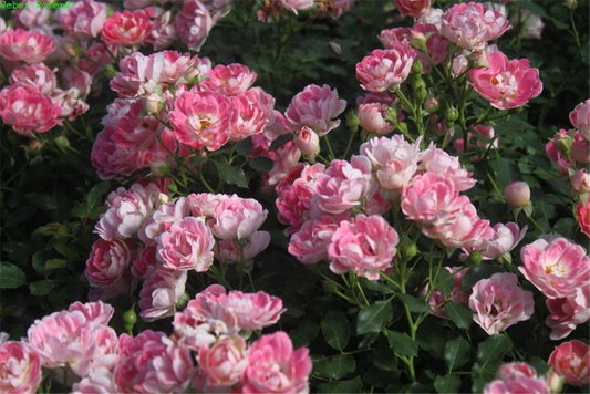 Zwergrose 'Flirt 2011'®