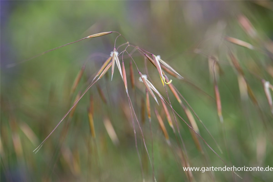 Riesen-Federgras