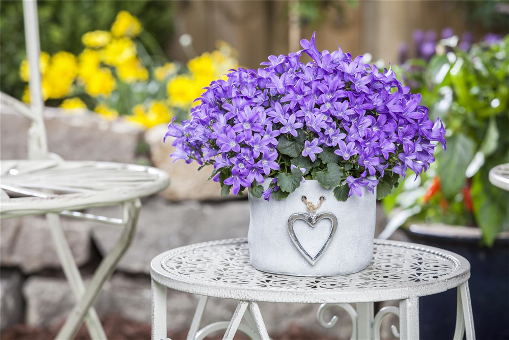 Campanula poscharskyana