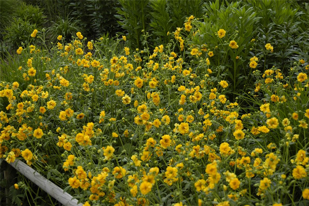 Chilenische Nelkenwurz