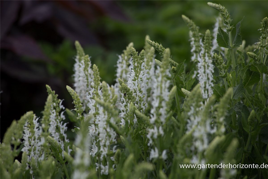 Garten-Blüten-Salbei 'Schneehügel'