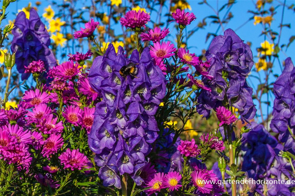 Hoher Herbst-Eisenhut