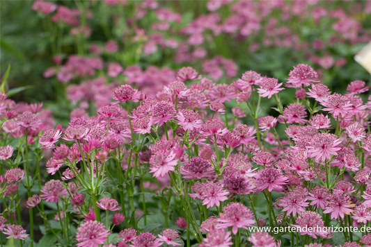 Astrantia major 'Roma' -R-