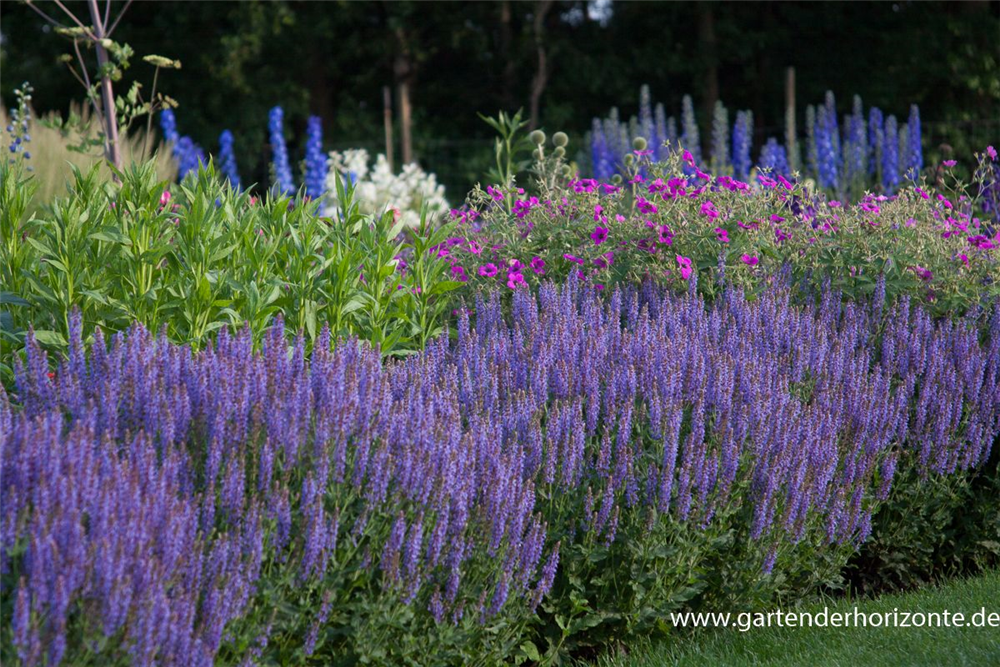 Garten-Blüten-Salbei 'Blauhügel'