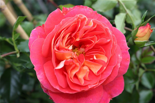 Beetrose 'Gebrüder Grimm'®