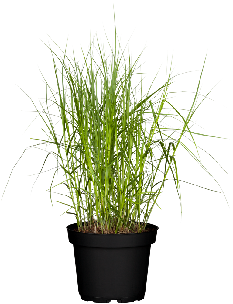 Carex muskingumensis