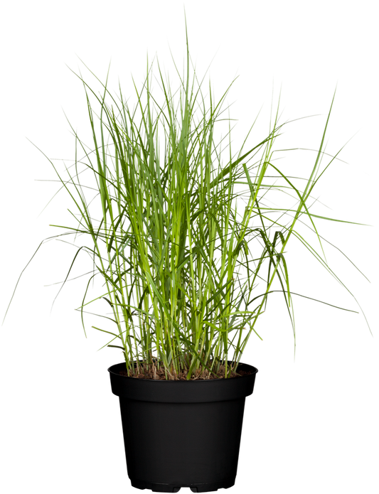 Carex muskingumensis