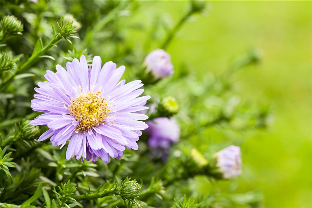 Kissen-Aster