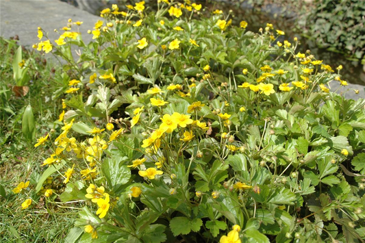 Waldsteinia ternata, 12er Set