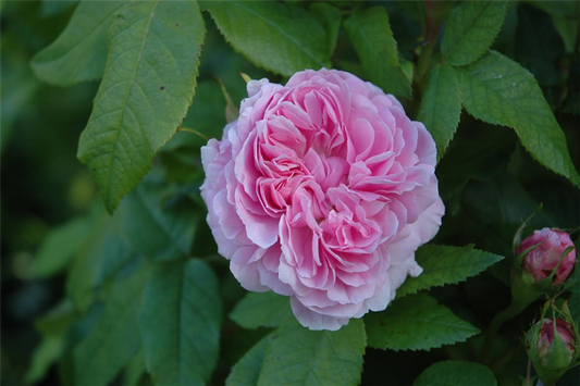 Parkrose 'Jacques Cartier'