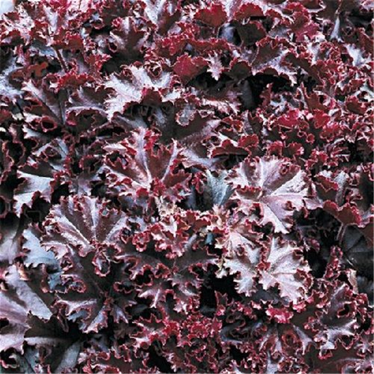 Garten-Silberglöckchen 'Melting Fire'