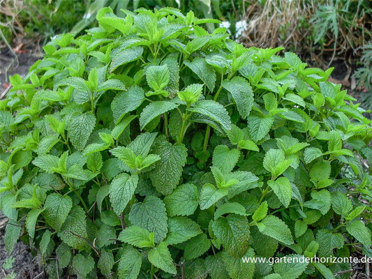 Zitronen-Melisse