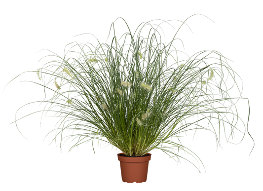 Garten-Federborstengras