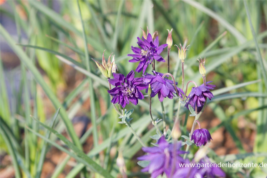 Garten-Akelei 'Blue Barlow'