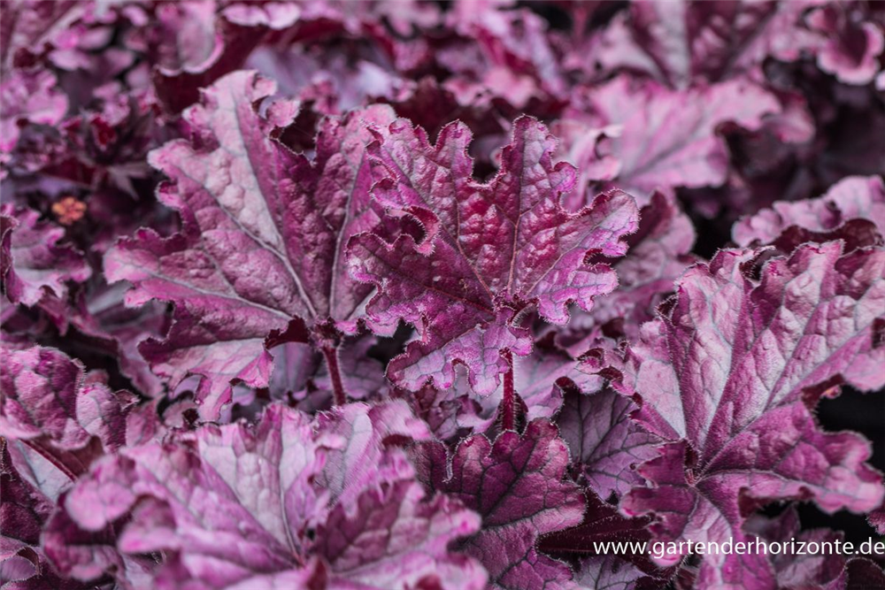 Heuchera x cult.'Forever Purple'