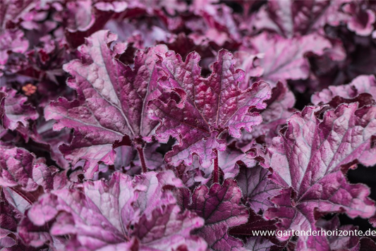 Heuchera x cult.'Forever Purple'