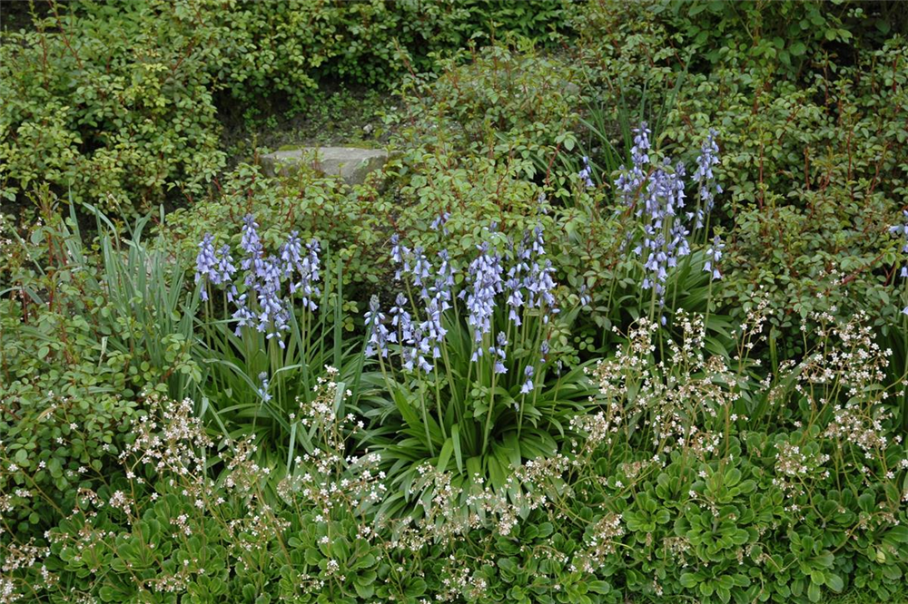 Spanisches Hasenglöckchen 'Blue Sky' - 10 Blumenzwiebeln