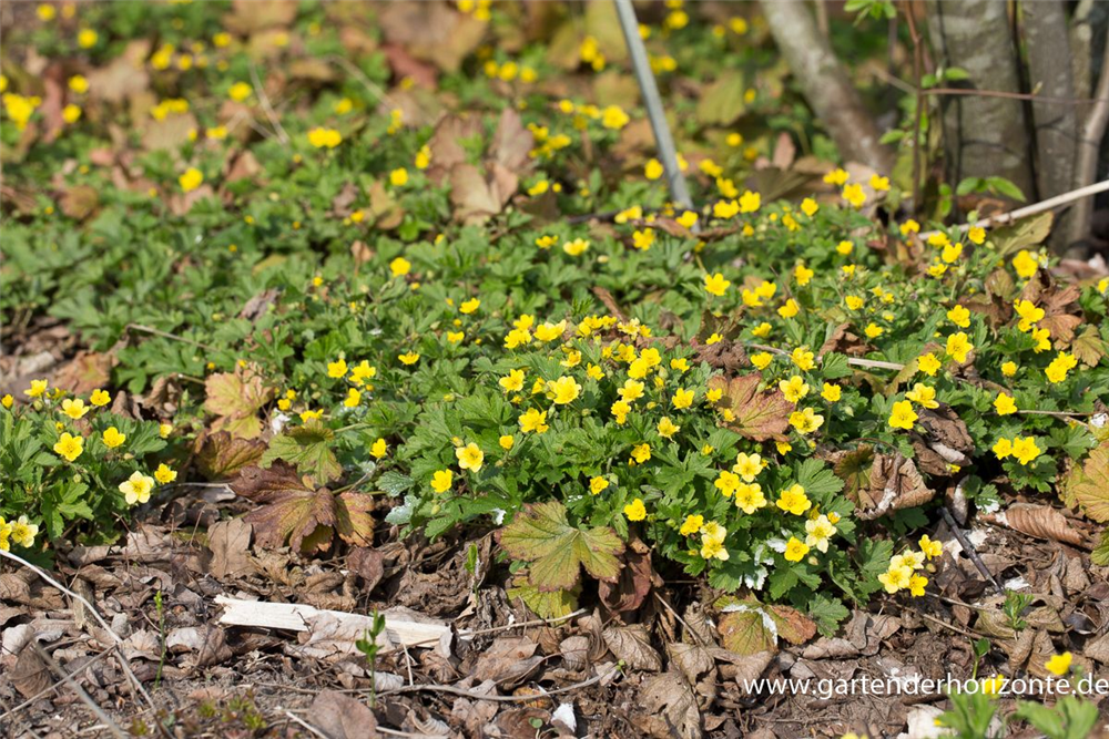 Nelkenwurzähnliche Waldsteinie